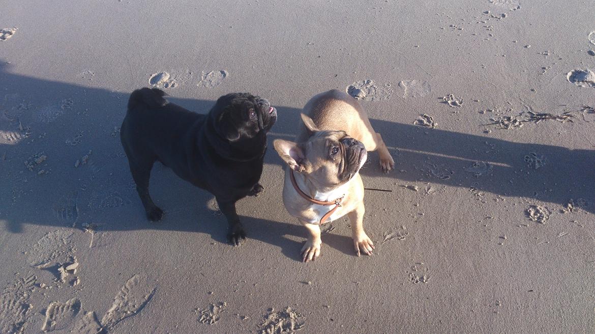 Mops Chitto billede 4