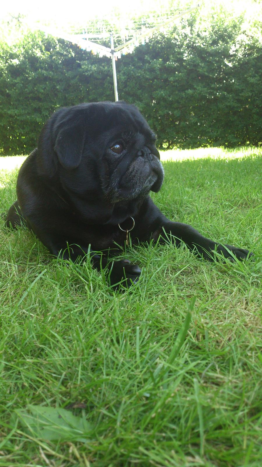 Mops Chitto billede 3