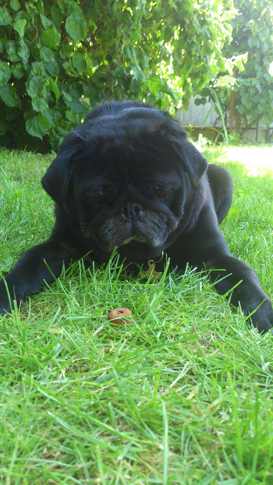 Mops Chitto - Mor, sig nu "værsgo" så jeg kan spise den lækre godbid! billede 1