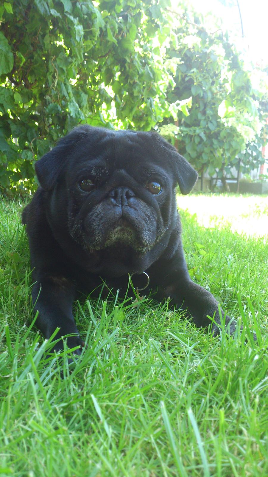 Mops Chitto billede 8