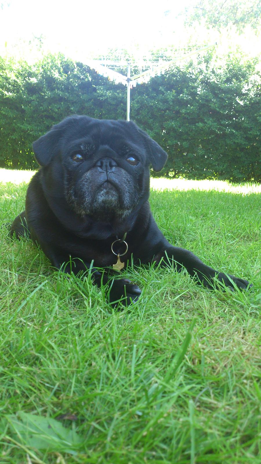 Mops Chitto billede 7