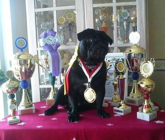Mops Chitto - Chitto med nogle af hans præmier. Han er unghund på dette billede billede 9