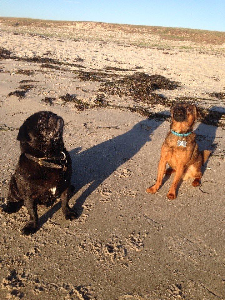 Mops Chitto - Chitto og en af hans skønne legekammerater. Griffonen tilhører en god veninde :) billede 10