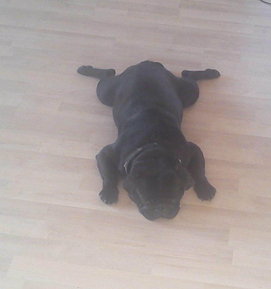 Mops Chitto - En lille bitte frø :D billede 5