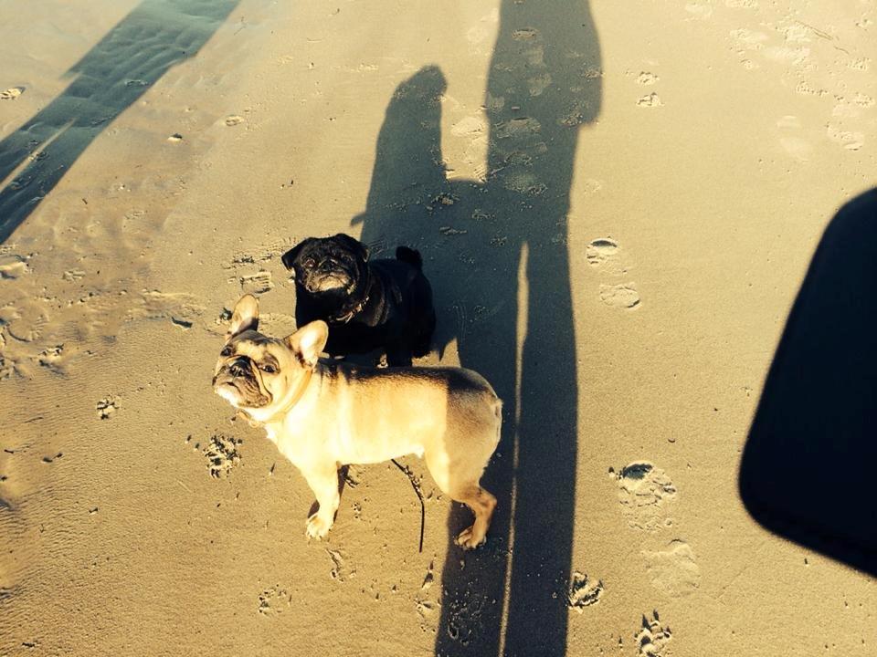 Mops Chitto - Chitto's kæreste ;) En venindes franske bulldog billede 11