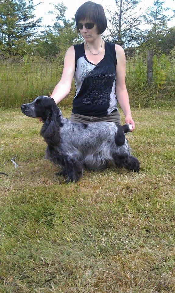 Cocker spaniel Diana - himmelhund - Diana og jeg til et skue i Nordjylland. Diana blev BIS åben og senere Supreme BIS 4 billede 6