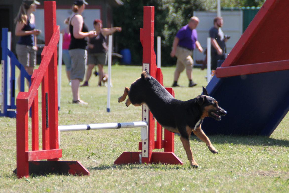 Jack russell terrier blanding Ingolf (Snold) - Agilitykonkurrence i Fakse sommeren 2014  billede 13