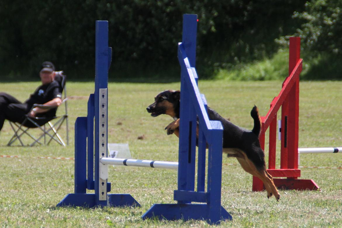 Jack russell terrier blanding Ingolf (Snold) - Agilitykonkurrence i Fakse sommeren 2014  billede 8