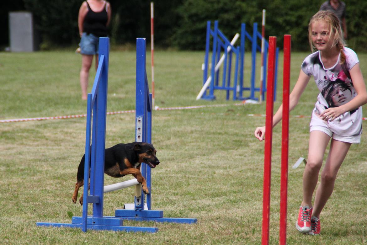 Jack russell terrier blanding Ingolf (Snold) - Agilitykonkurrence i Næstved, sommeren 2013 billede 24