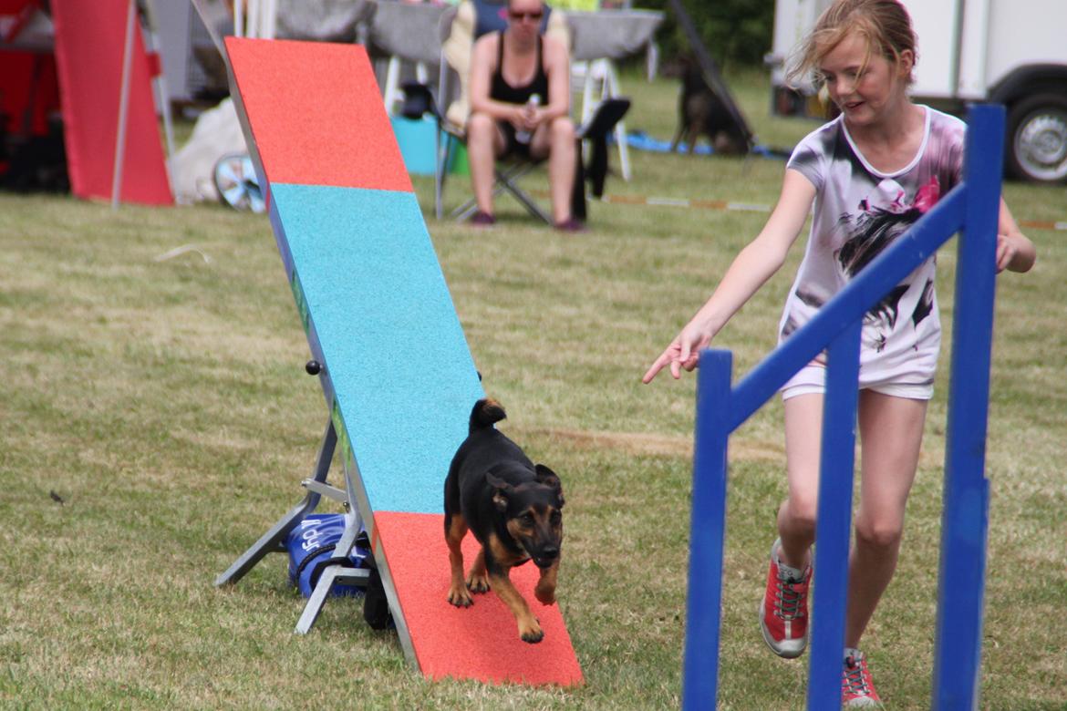 Jack russell terrier blanding Ingolf (Snold) - Agilitykonkurrence i Næstved, sommeren 2013 billede 23