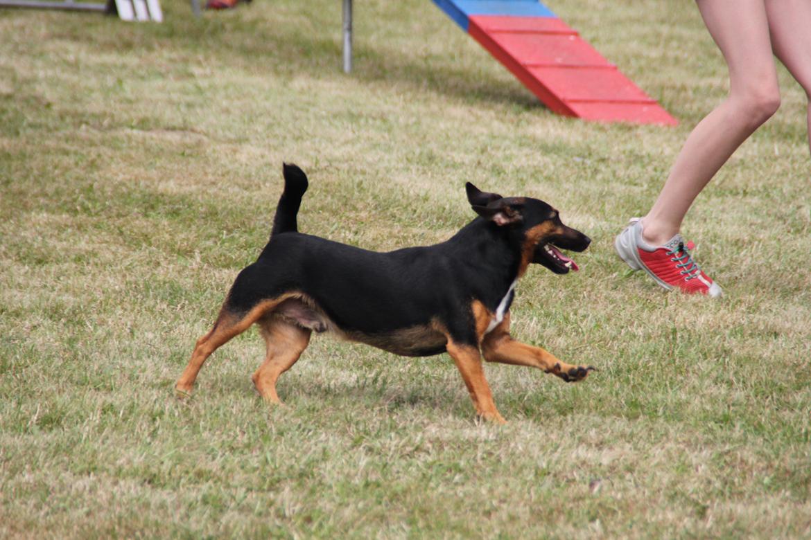 Jack russell terrier blanding Ingolf (Snold) - Agilitykonkurrence i Næstved, sommeren 2013 billede 27