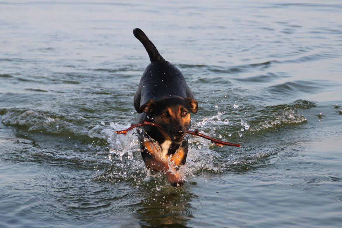 Jack russell terrier blanding Ingolf (Snold) - Ved stranden sommeren 2014 billede 31