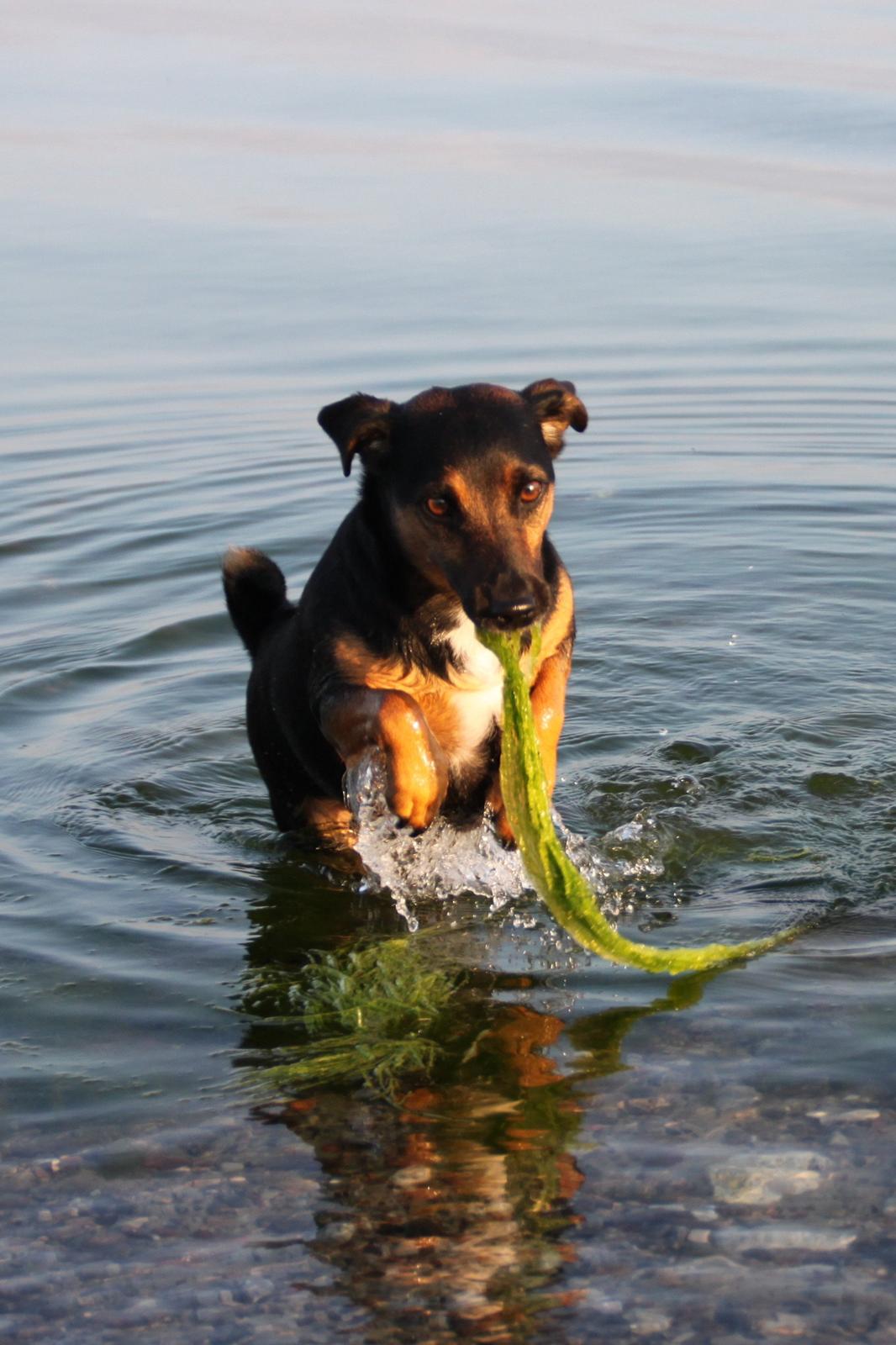 Jack russell terrier blanding Ingolf (Snold) - Ingolf fandt tang...  billede 34