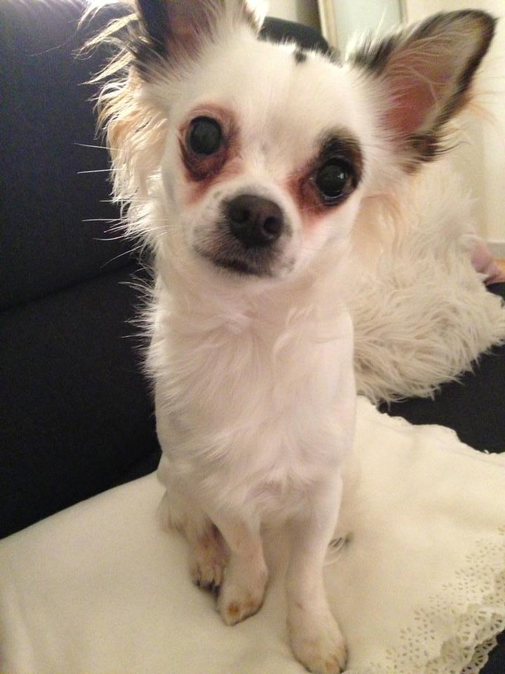 Chihuahua Milo - Milo er nu fyldt 1 år! HURRA. billede 3