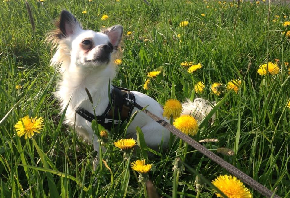 Chihuahua Milo - velkommen til min profil. billede 1