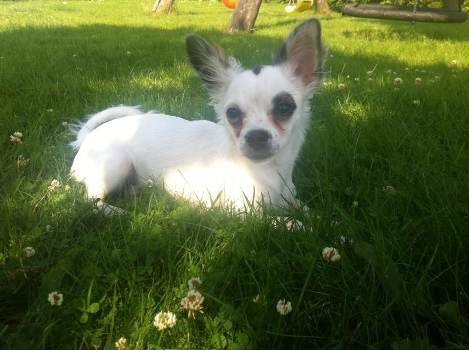 Chihuahua Milo - Milo vokser og nyder sommeren 2013. billede 4