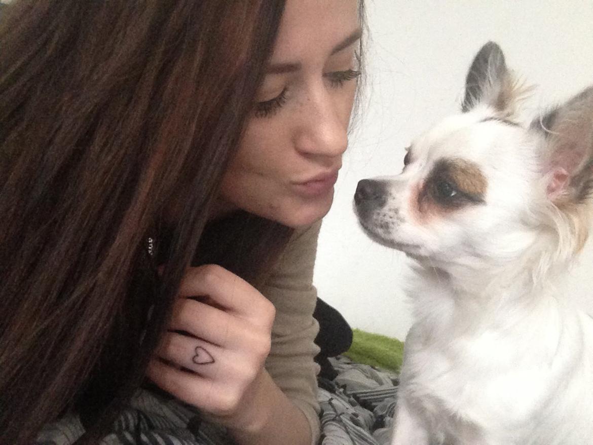 Chihuahua Milo - Milo er min bedsteven, min halvdel. billede 2