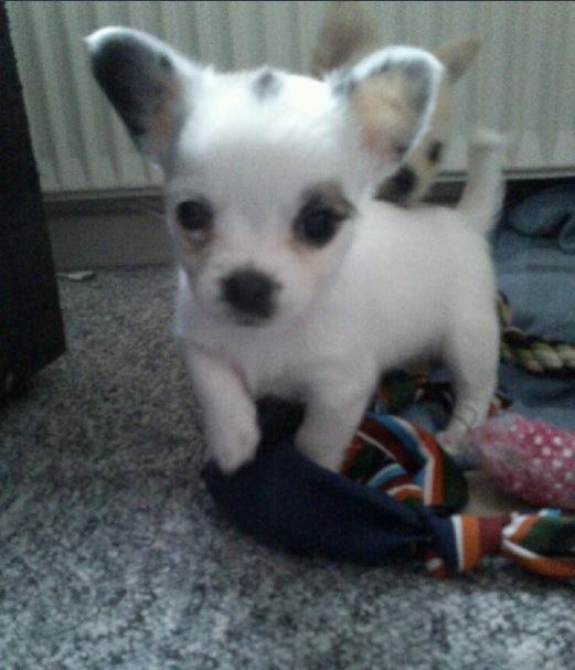 Chihuahua Milo - Vores lille hvalp er valgt! Nu venter vi kun på, at vi kan hente ham hjem til Jylland. billede 7