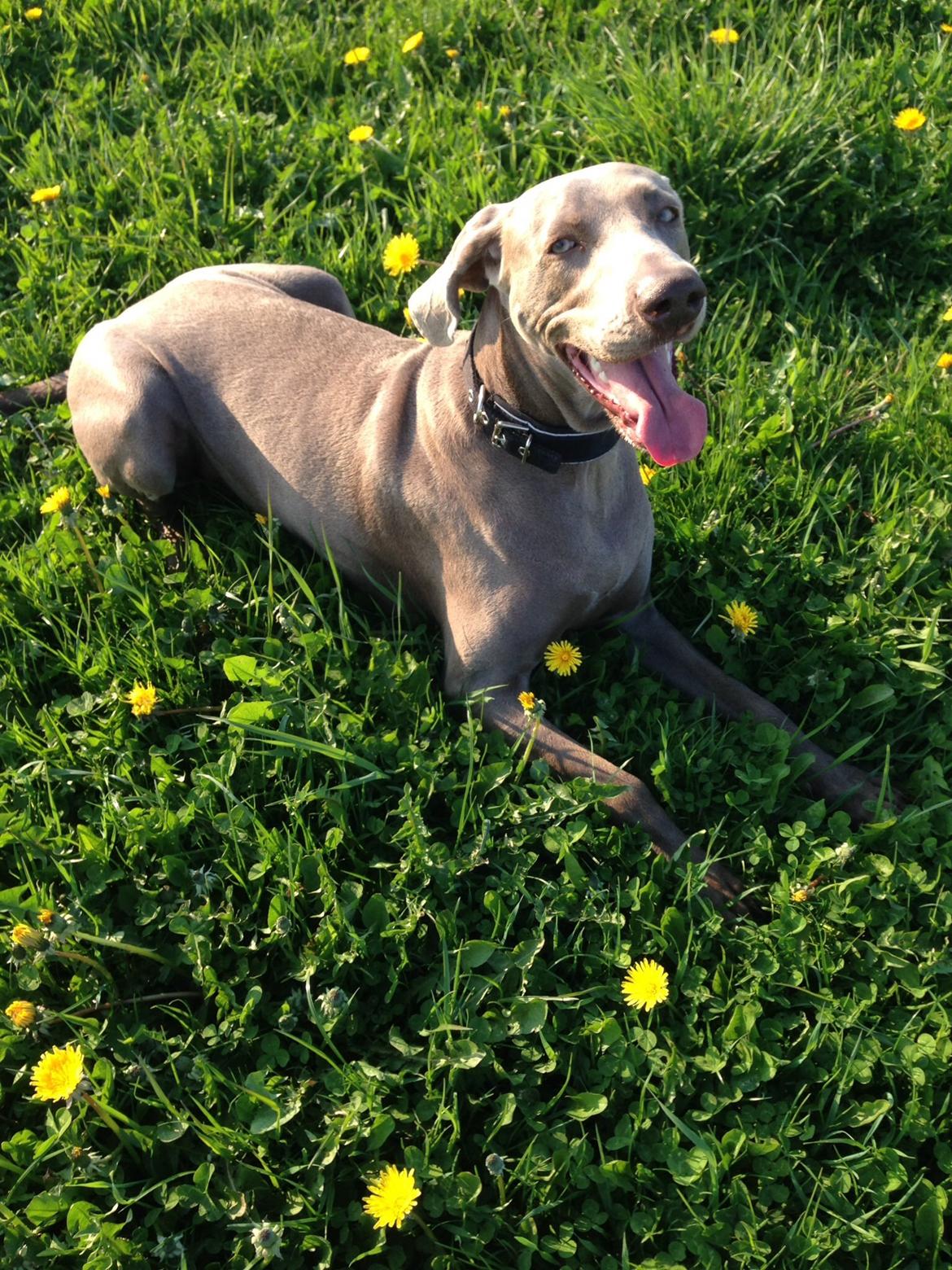 Weimaraner Aura billede 1