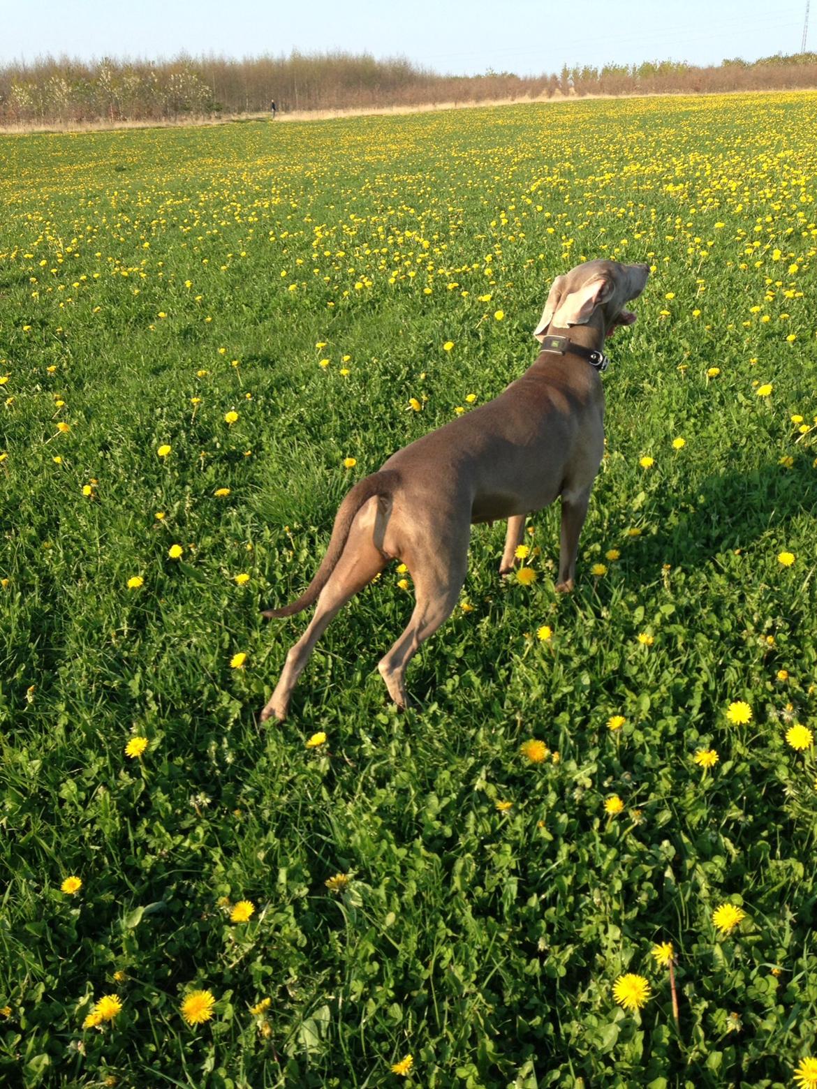 Weimaraner Aura billede 2