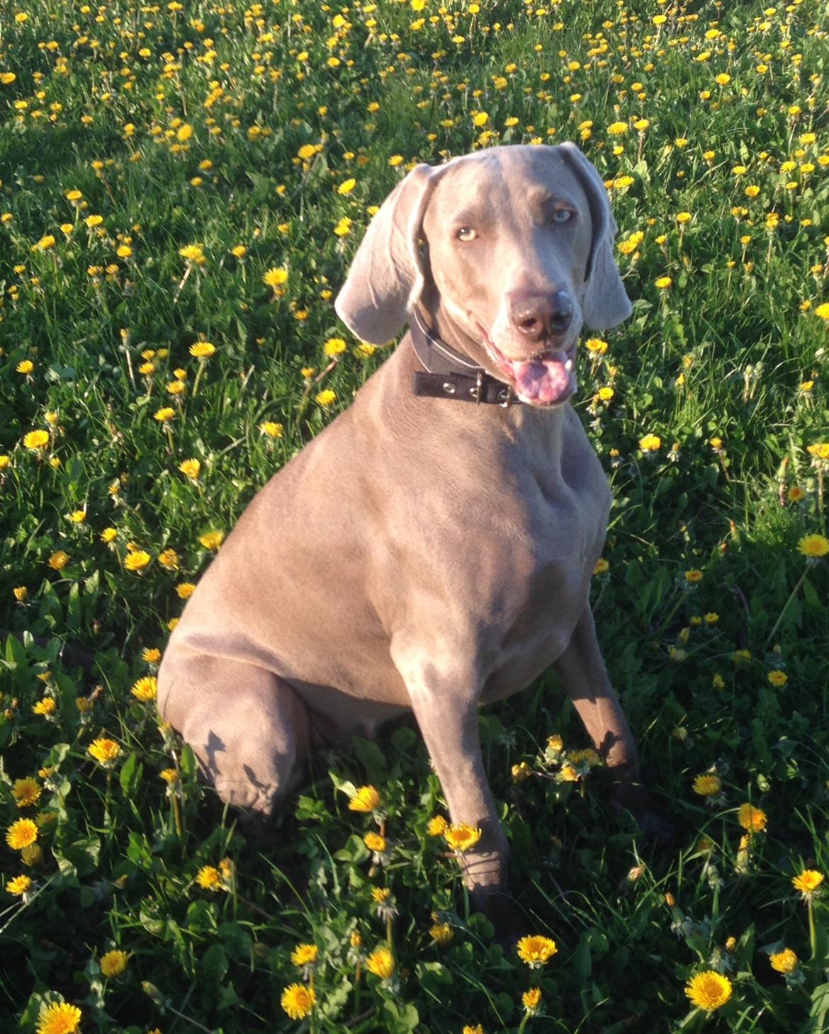 Weimaraner Aura billede 3