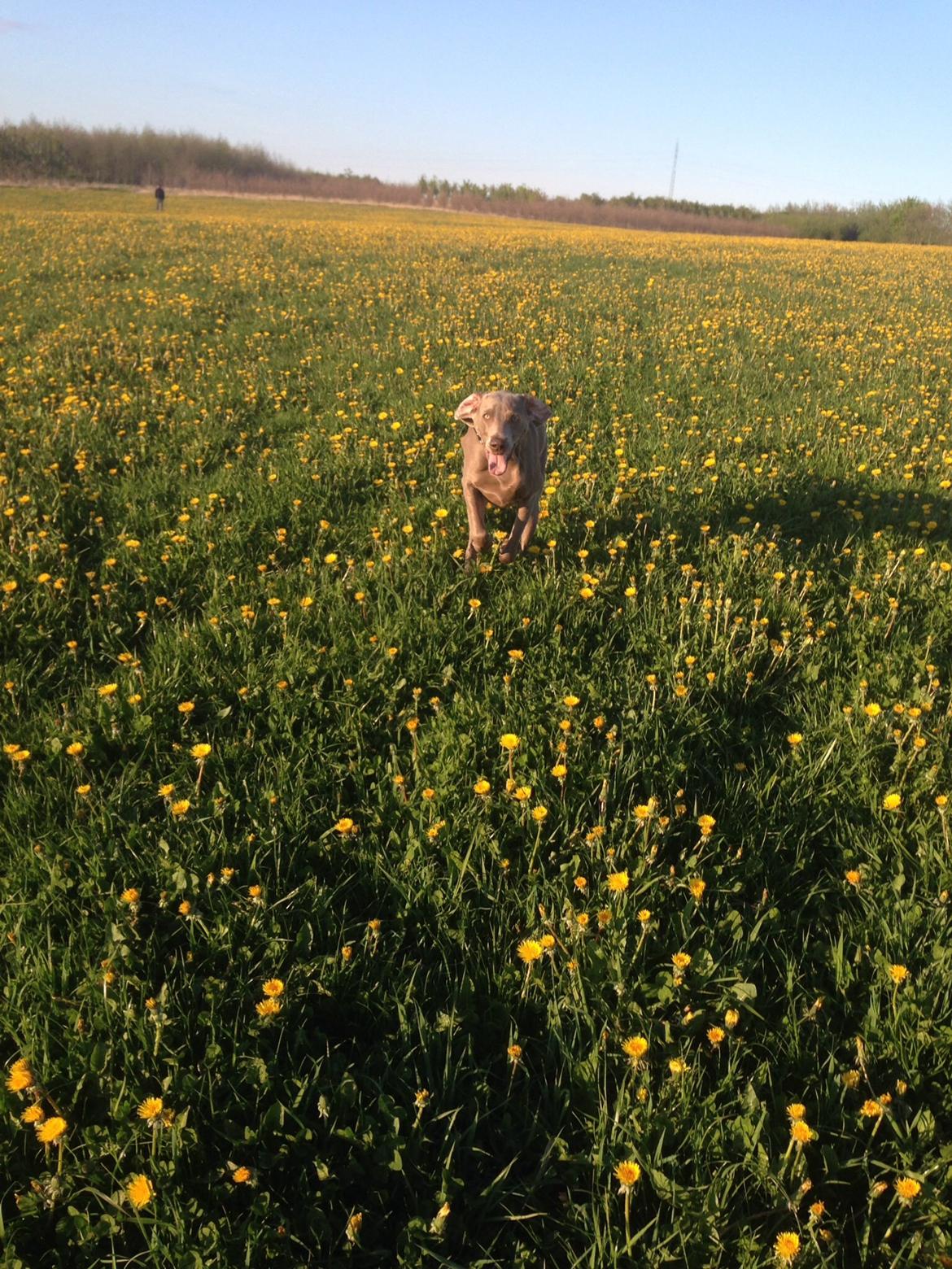 Weimaraner Aura billede 4