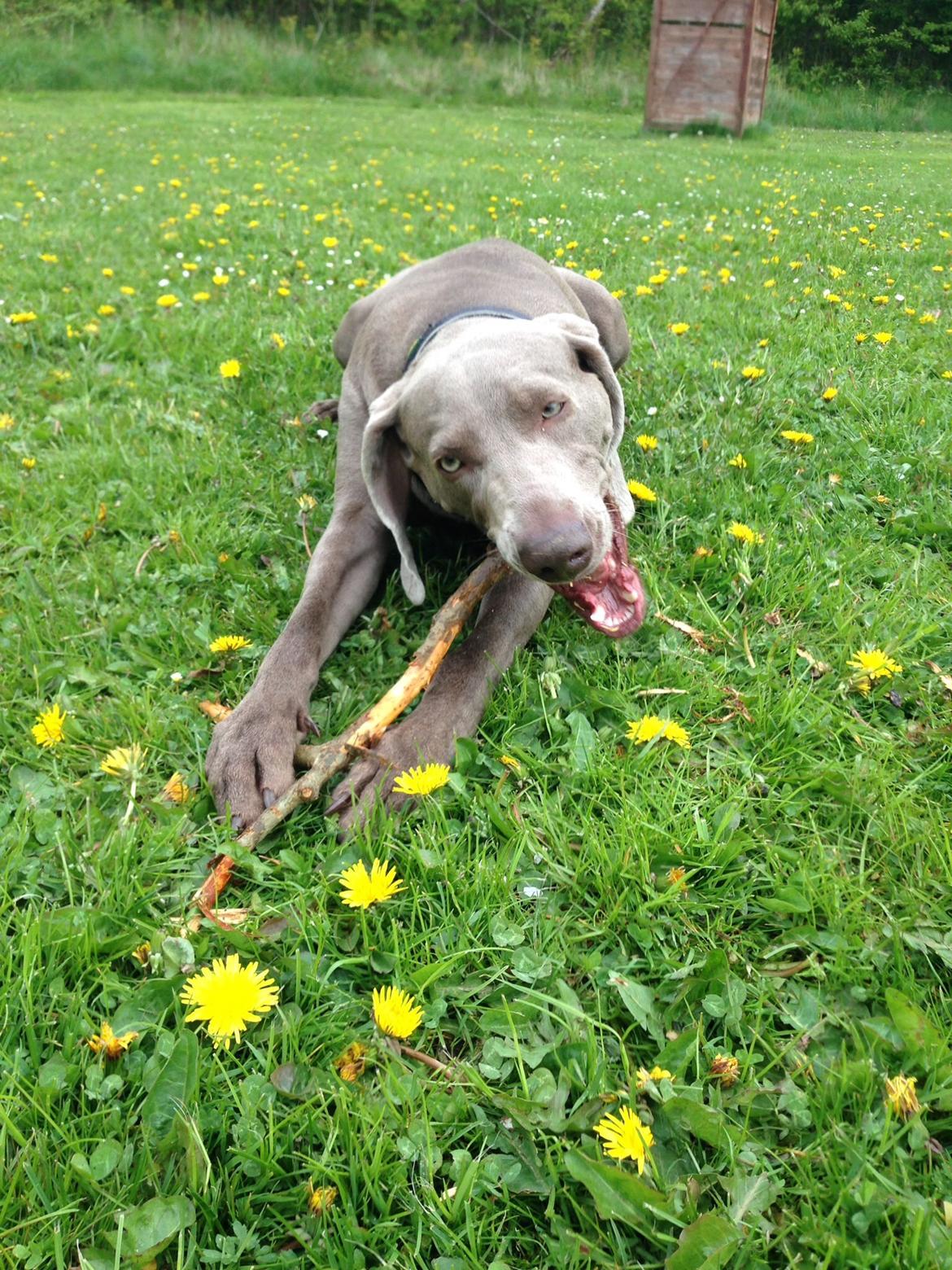Weimaraner Aura billede 6