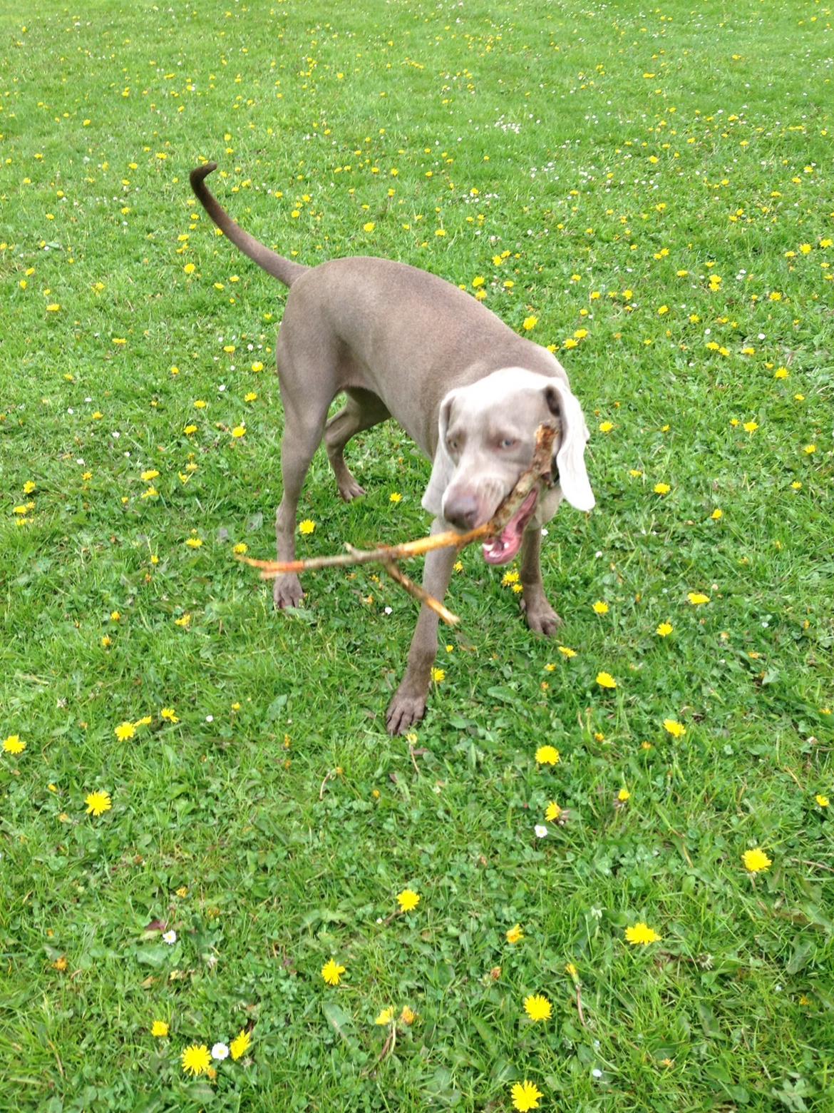 Weimaraner Aura billede 5