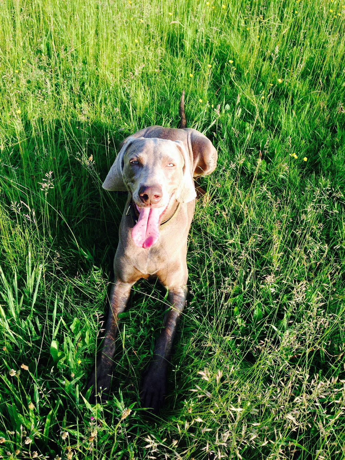 Weimaraner Aura billede 7