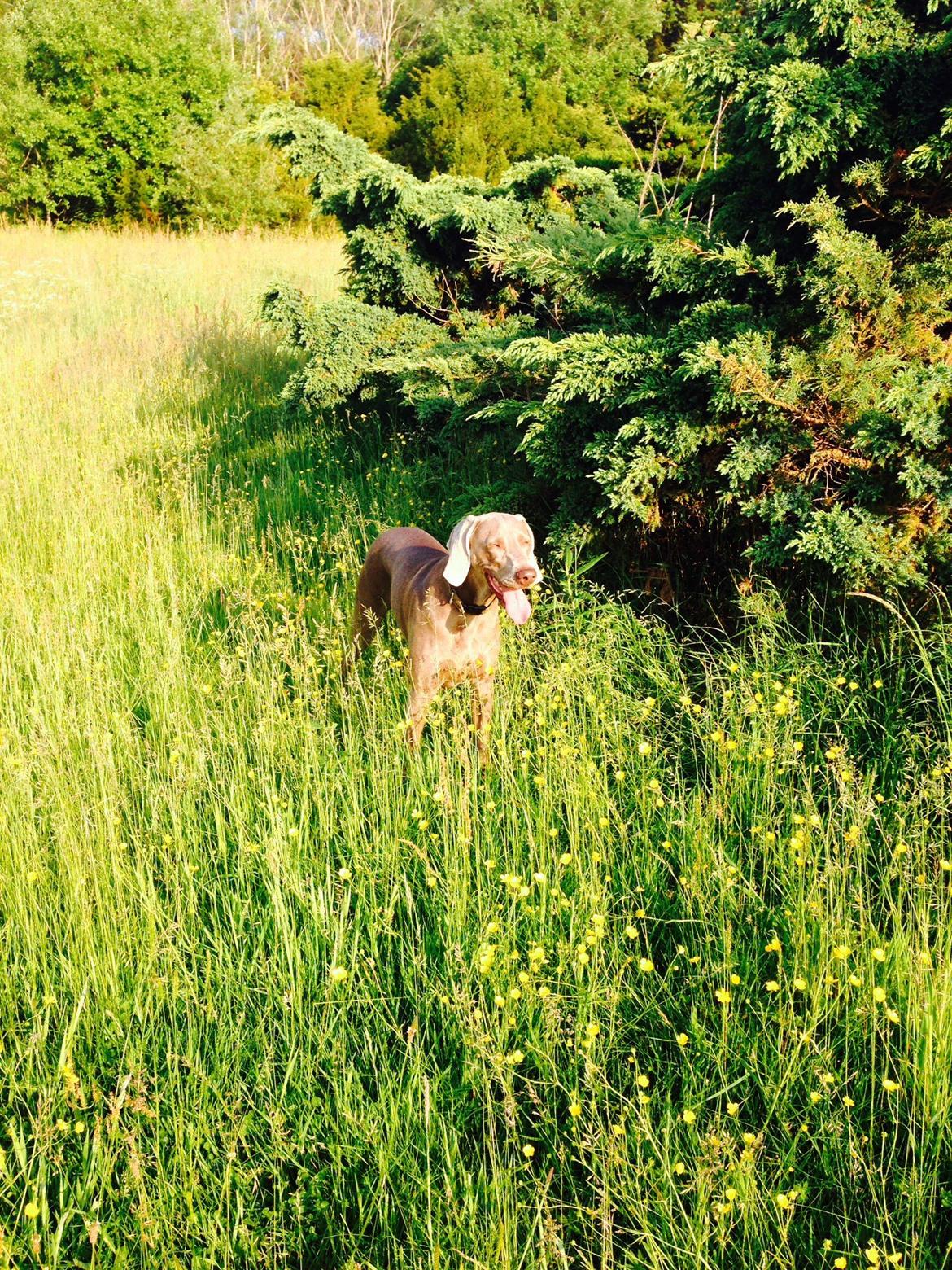Weimaraner Aura billede 8
