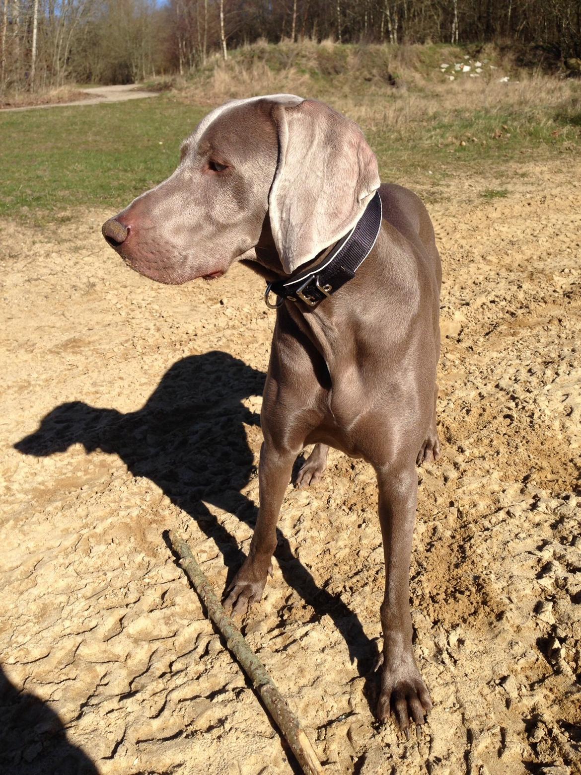 Weimaraner Aura billede 9