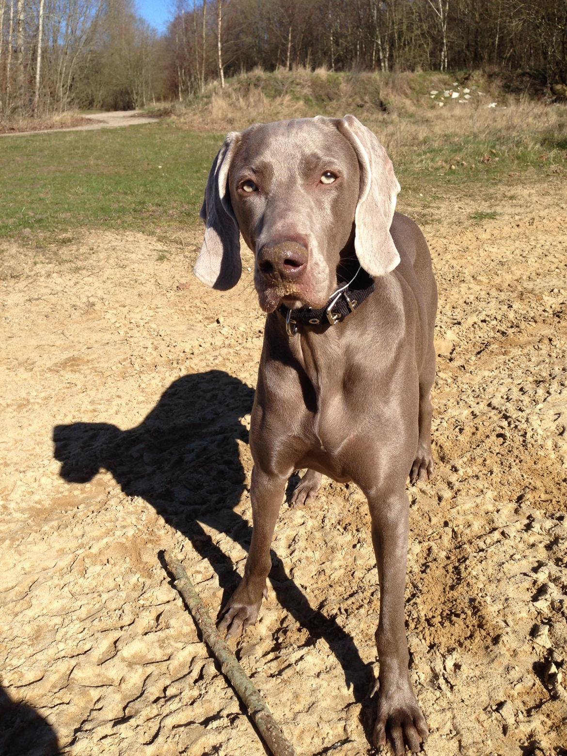 Weimaraner Aura billede 10