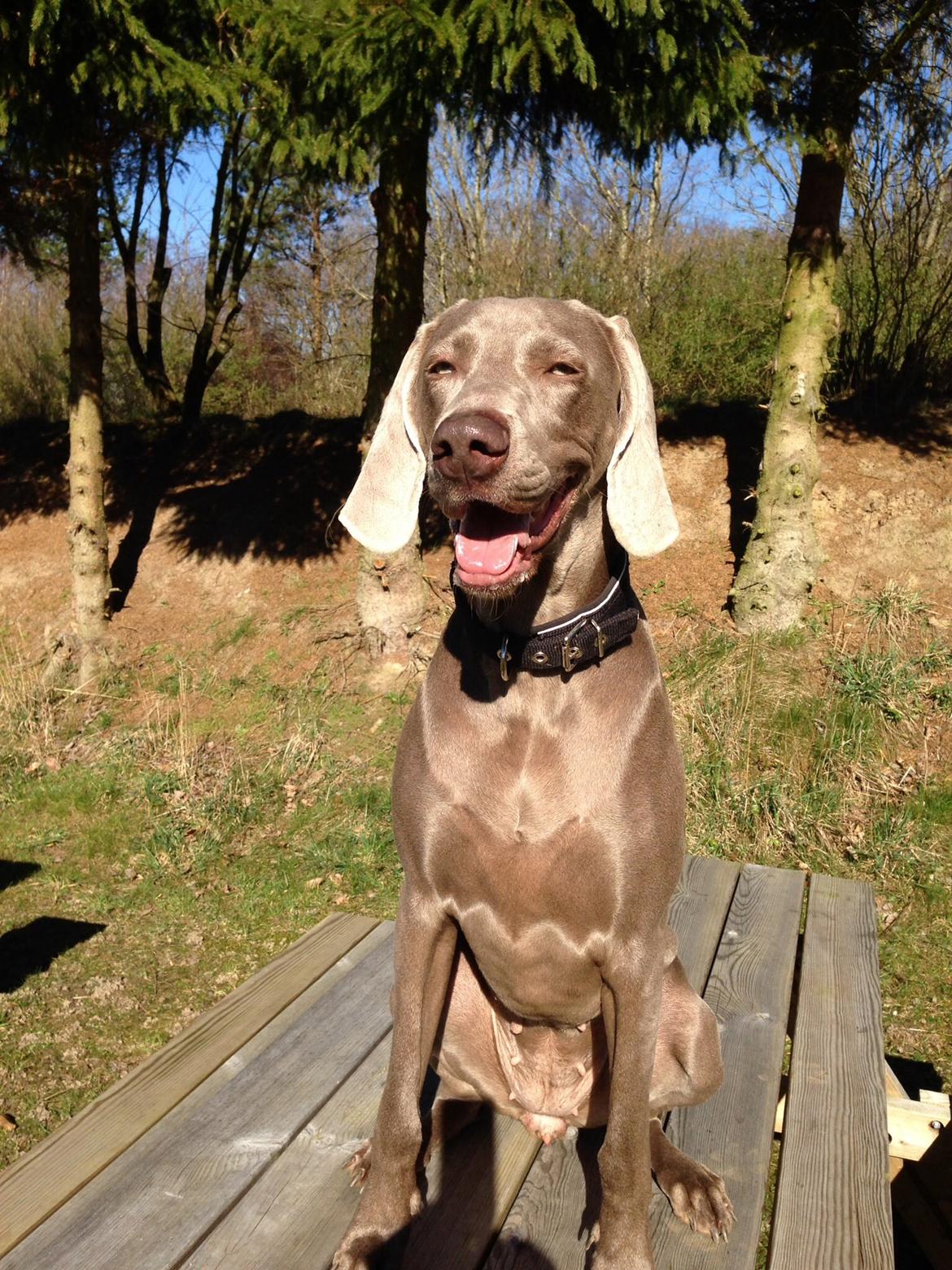 Weimaraner Aura billede 11
