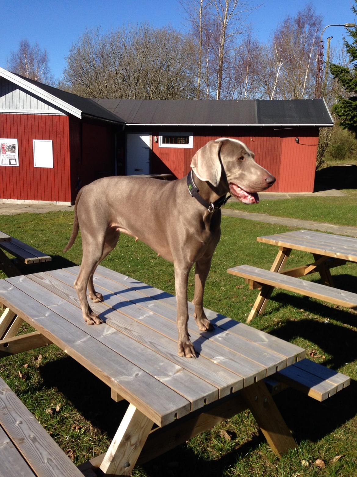 Weimaraner Aura billede 12