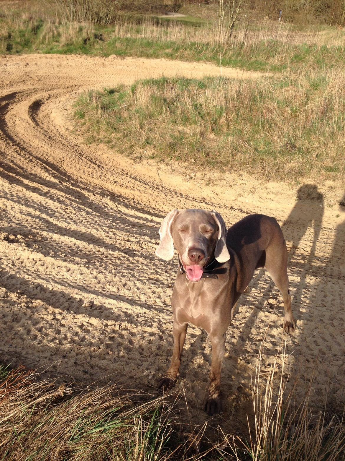 Weimaraner Aura billede 13