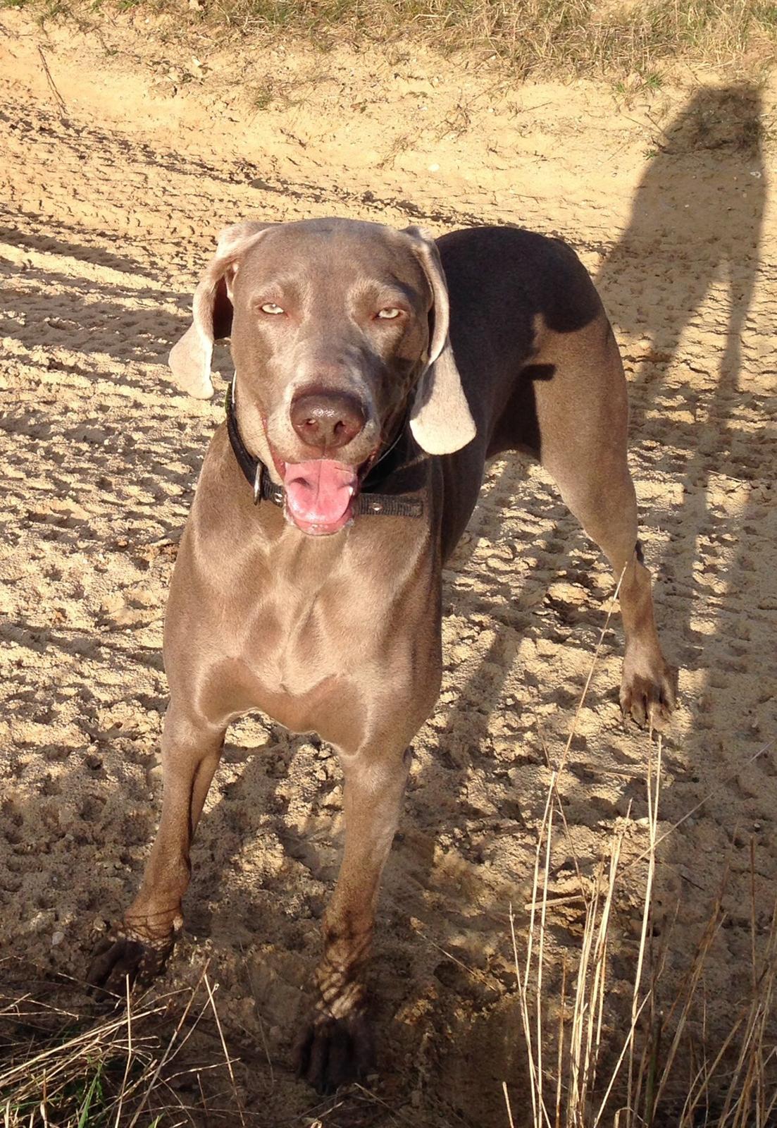 Weimaraner Aura billede 14