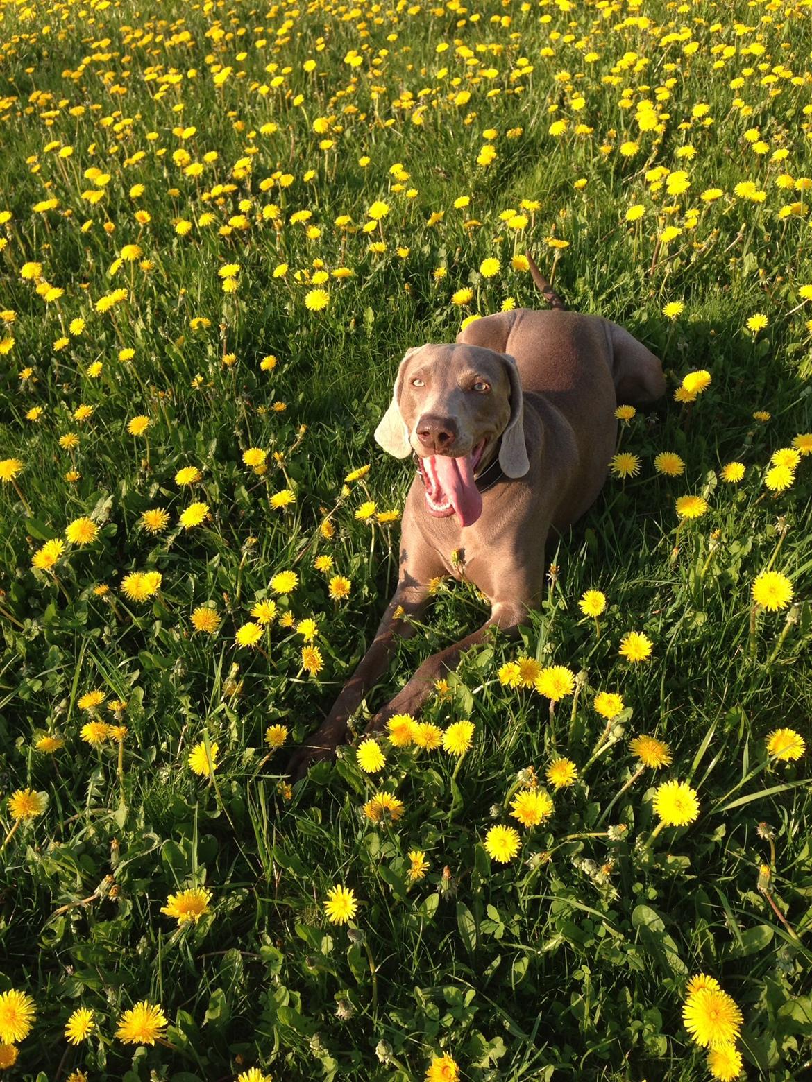 Weimaraner Aura billede 15