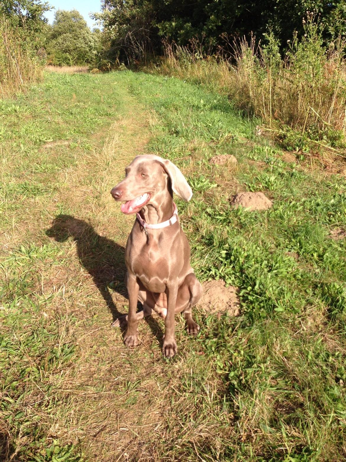 Weimaraner Aura billede 16