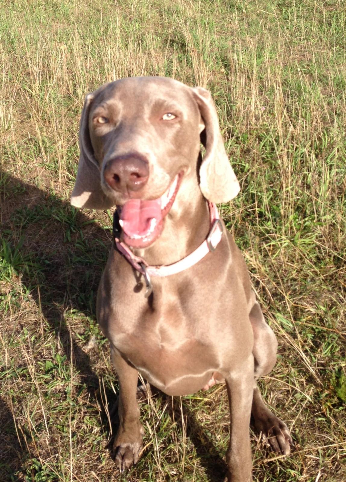 Weimaraner Aura billede 17
