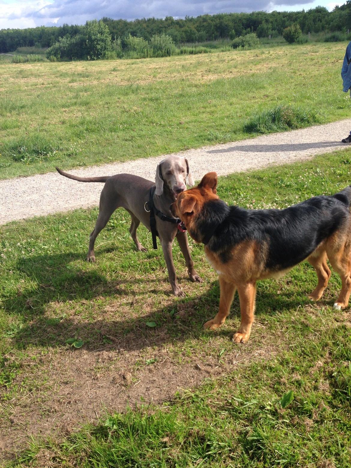 Weimaraner Aura billede 18