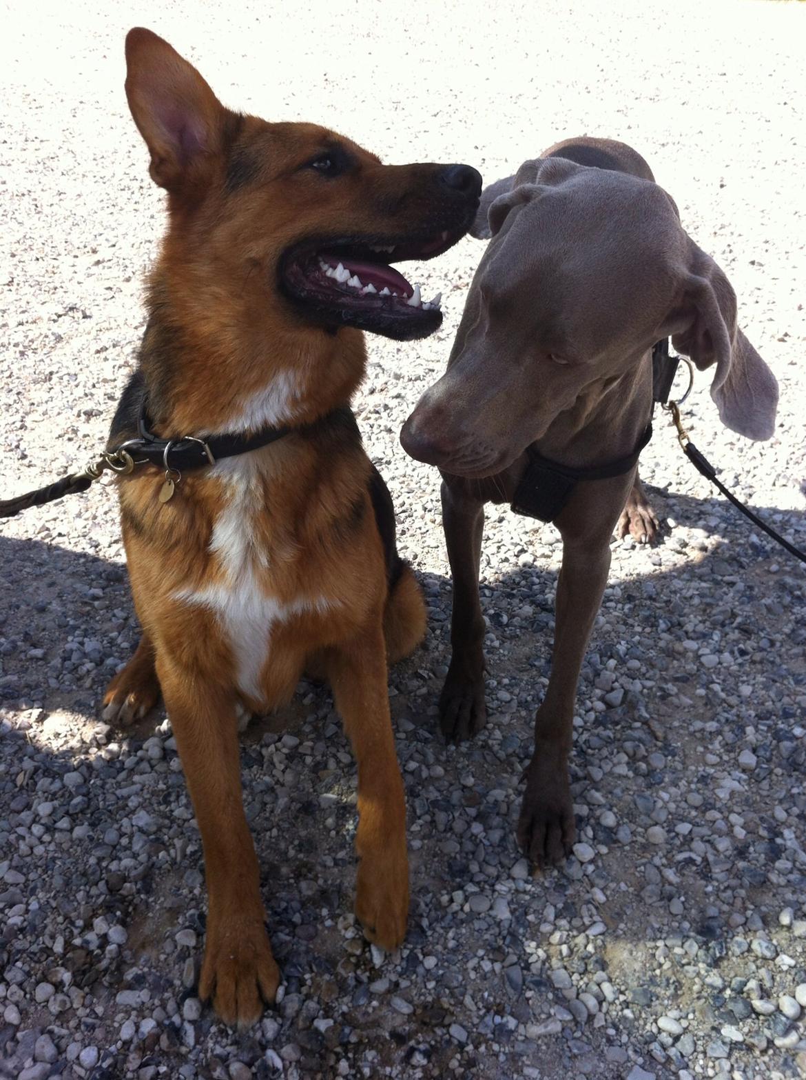Weimaraner Aura billede 19