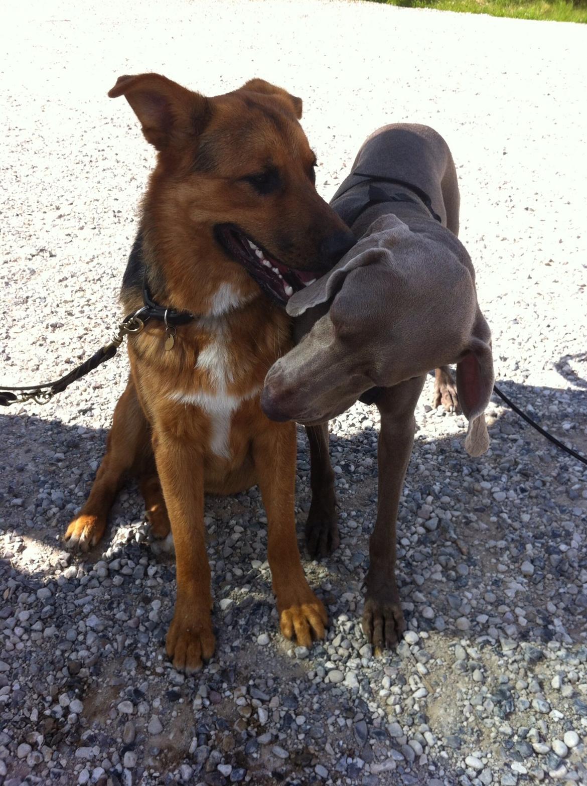 Weimaraner Aura billede 21