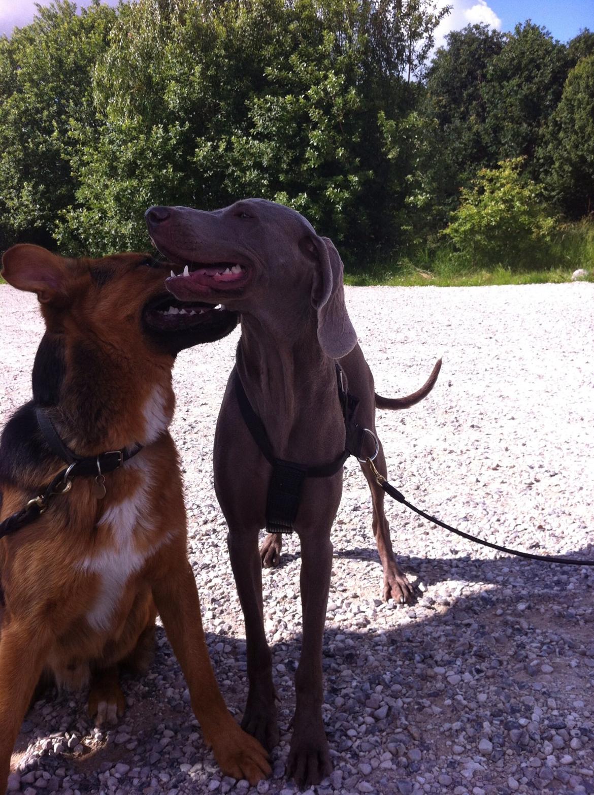 Weimaraner Aura billede 20