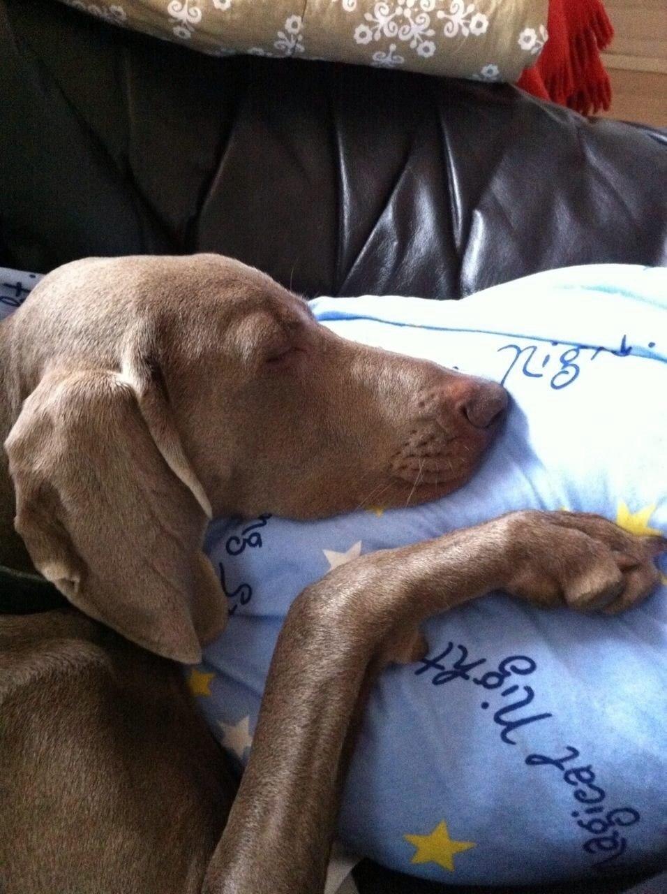 Weimaraner Aura billede 22