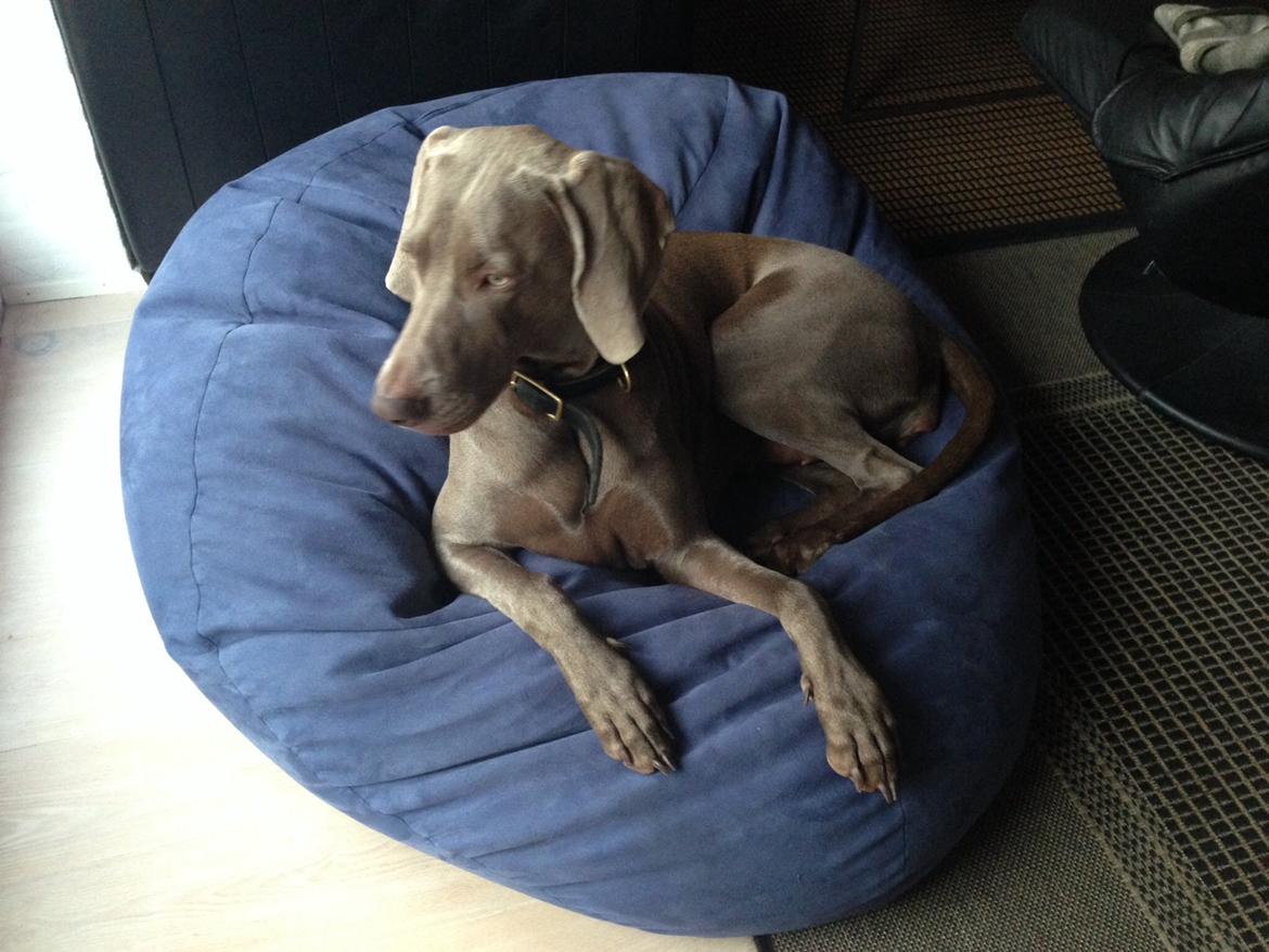 Weimaraner Aura billede 23