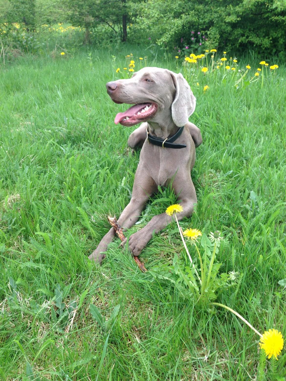 Weimaraner Aura billede 24