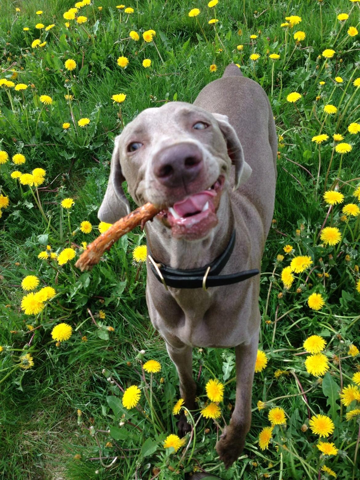 Weimaraner Aura billede 25