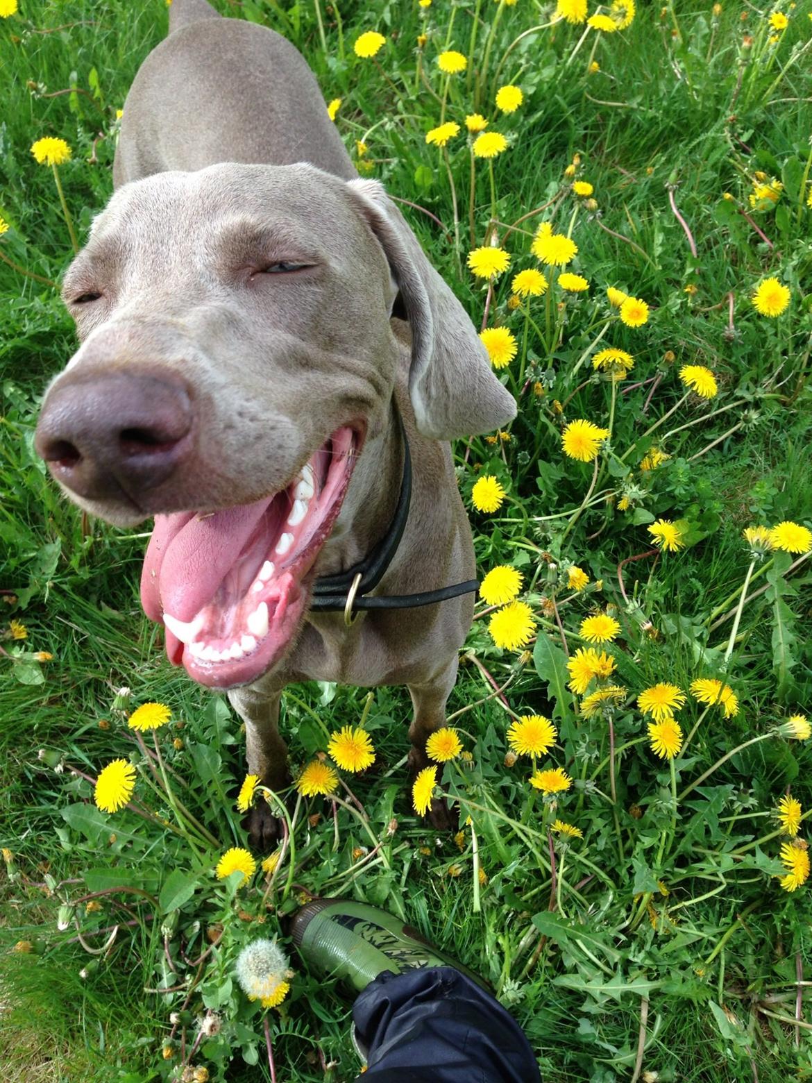 Weimaraner Aura billede 26