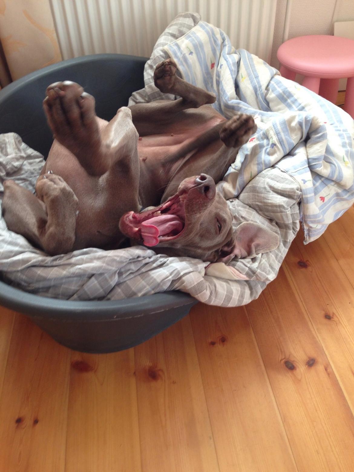 Weimaraner Aura billede 27