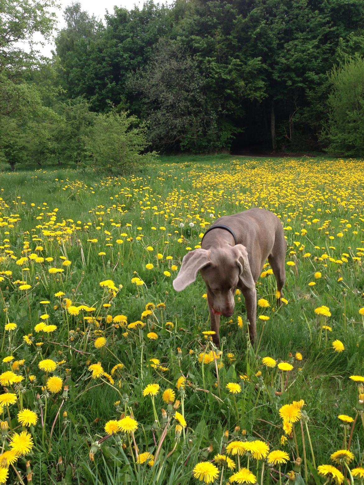 Weimaraner Aura billede 28